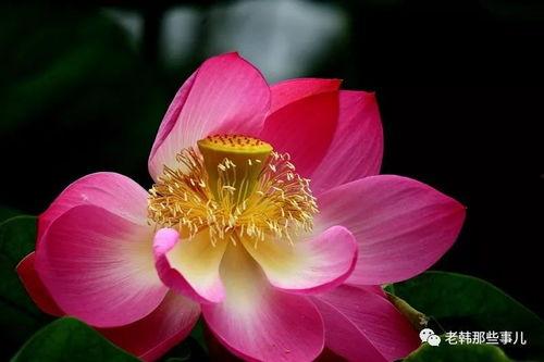 莲花一生最新爆料网站,揭秘不为人知的幕后故事  第1张